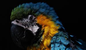 Preview wallpaper parrot, birds, feathers