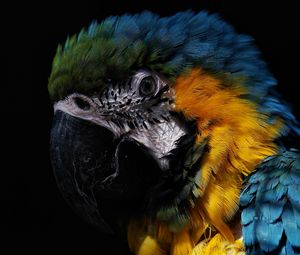 Preview wallpaper parrot, birds, feathers