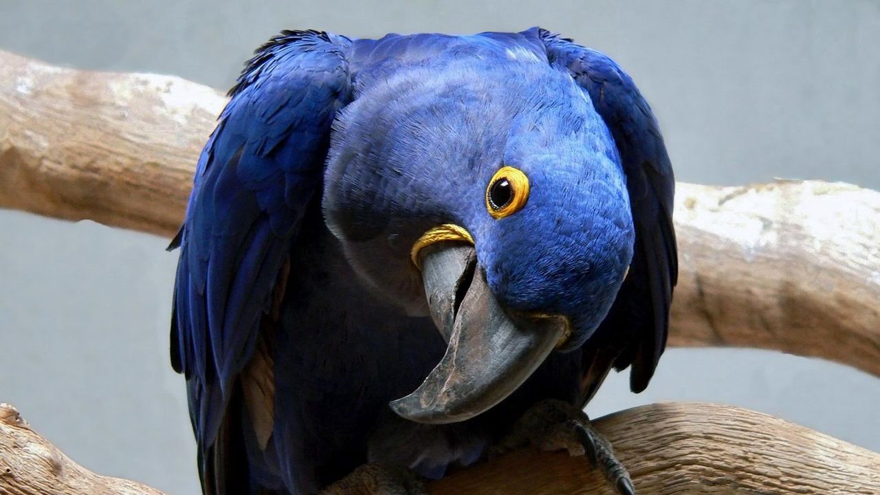 Wallpaper parrot, blue, beak, curious