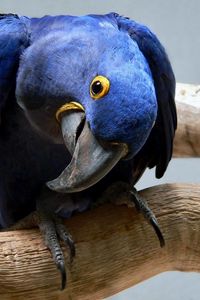 Preview wallpaper parrot, blue, beak, curious