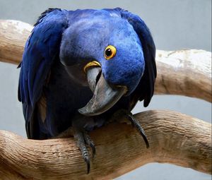 Preview wallpaper parrot, blue, beak, curious