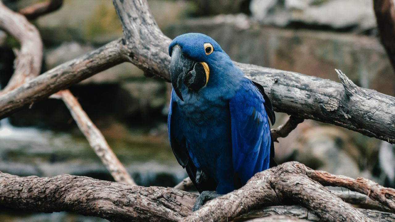 Wallpaper parrot, blue, bird