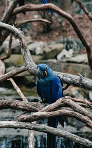 Preview wallpaper parrot, blue, bird