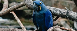 Preview wallpaper parrot, blue, bird