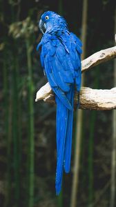 Preview wallpaper parrot, blue, bird, branch