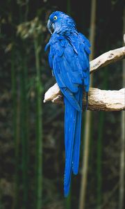 Preview wallpaper parrot, blue, bird, branch
