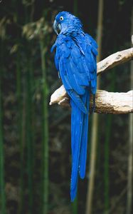 Preview wallpaper parrot, blue, bird, branch