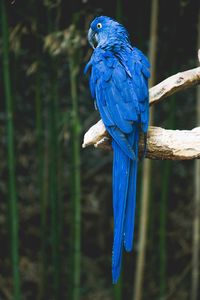 Preview wallpaper parrot, blue, bird, branch