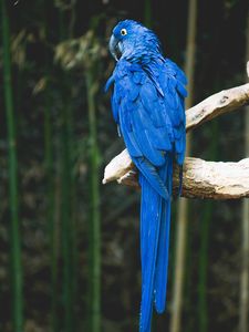 Preview wallpaper parrot, blue, bird, branch