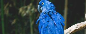 Preview wallpaper parrot, blue, bird, branch