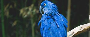 Preview wallpaper parrot, blue, bird, branch