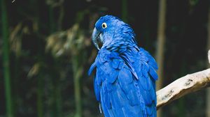 Preview wallpaper parrot, blue, bird, branch