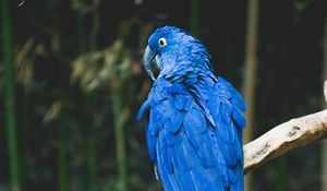 Preview wallpaper parrot, blue, bird, branch