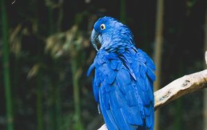 Preview wallpaper parrot, blue, bird, branch