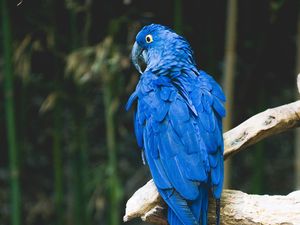 Preview wallpaper parrot, blue, bird, branch