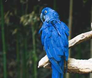 Preview wallpaper parrot, blue, bird, branch