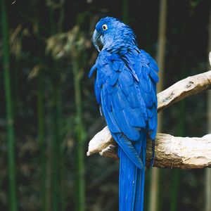 Preview wallpaper parrot, blue, bird, branch