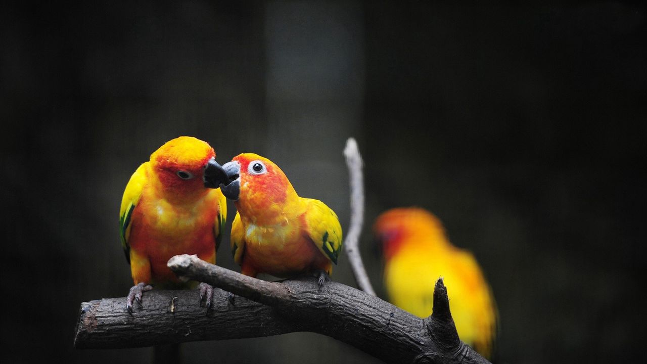 Wallpaper parrot, branch, color, birds