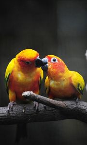 Preview wallpaper parrot, branch, color, birds