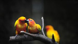 Preview wallpaper parrot, branch, color, birds