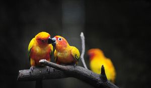 Preview wallpaper parrot, branch, color, birds