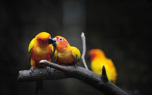 Preview wallpaper parrot, branch, color, birds