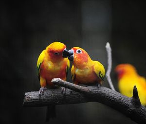 Preview wallpaper parrot, branch, color, birds