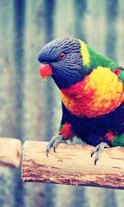 Preview wallpaper parrot, branch, colorful