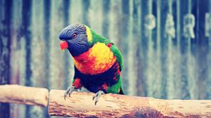 Preview wallpaper parrot, branch, colorful