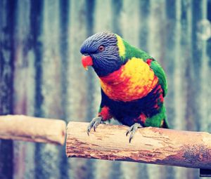 Preview wallpaper parrot, branch, colorful