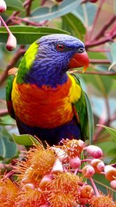 Preview wallpaper parrot, branch, leaves, flowers