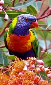 Preview wallpaper parrot, branch, leaves, flowers