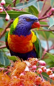 Preview wallpaper parrot, branch, leaves, flowers