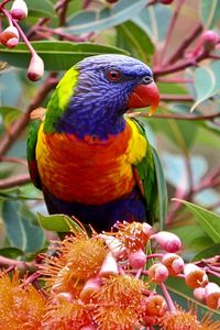 Preview wallpaper parrot, branch, leaves, flowers