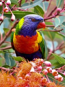 Preview wallpaper parrot, branch, leaves, flowers