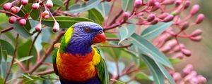 Preview wallpaper parrot, branch, leaves, flowers