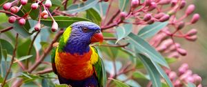 Preview wallpaper parrot, branch, leaves, flowers