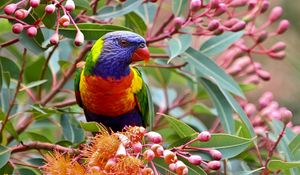 Preview wallpaper parrot, branch, leaves, flowers