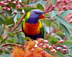 Preview wallpaper parrot, branch, leaves, flowers