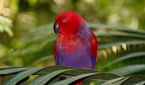 Preview wallpaper parrot, branches, leaves, colorful