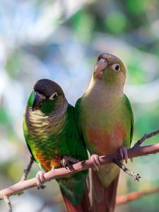 Preview wallpaper parrot, branches, sit, bird, color