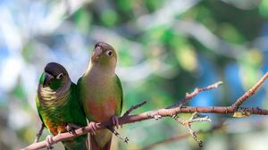 Preview wallpaper parrot, branches, sit, bird, color