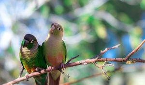 Preview wallpaper parrot, branches, sit, bird, color