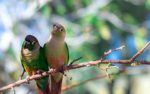 Preview wallpaper parrot, branches, sit, bird, color