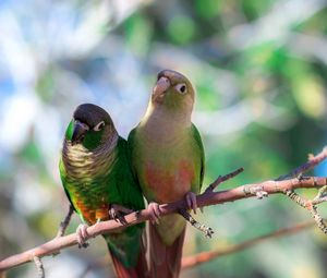 Preview wallpaper parrot, branches, sit, bird, color