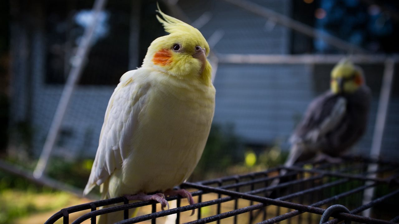 Wallpaper parrot, cage, sit, crest, coat