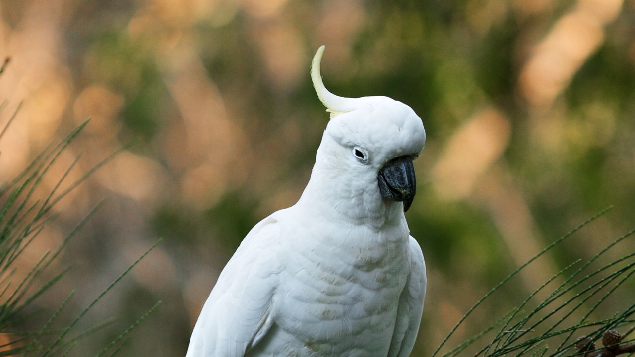 Wallpaper parrot, cockatoo, white, bird