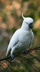 Preview wallpaper parrot, cockatoo, white, bird