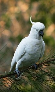 Preview wallpaper parrot, cockatoo, white, bird