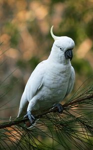 Preview wallpaper parrot, cockatoo, white, bird